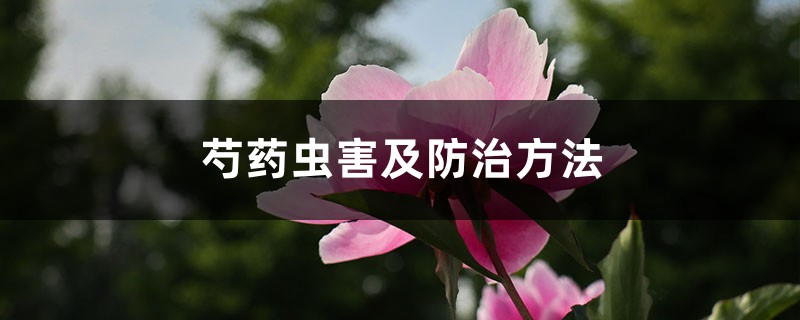 <strong>芍药虫害及防治方法</strong>