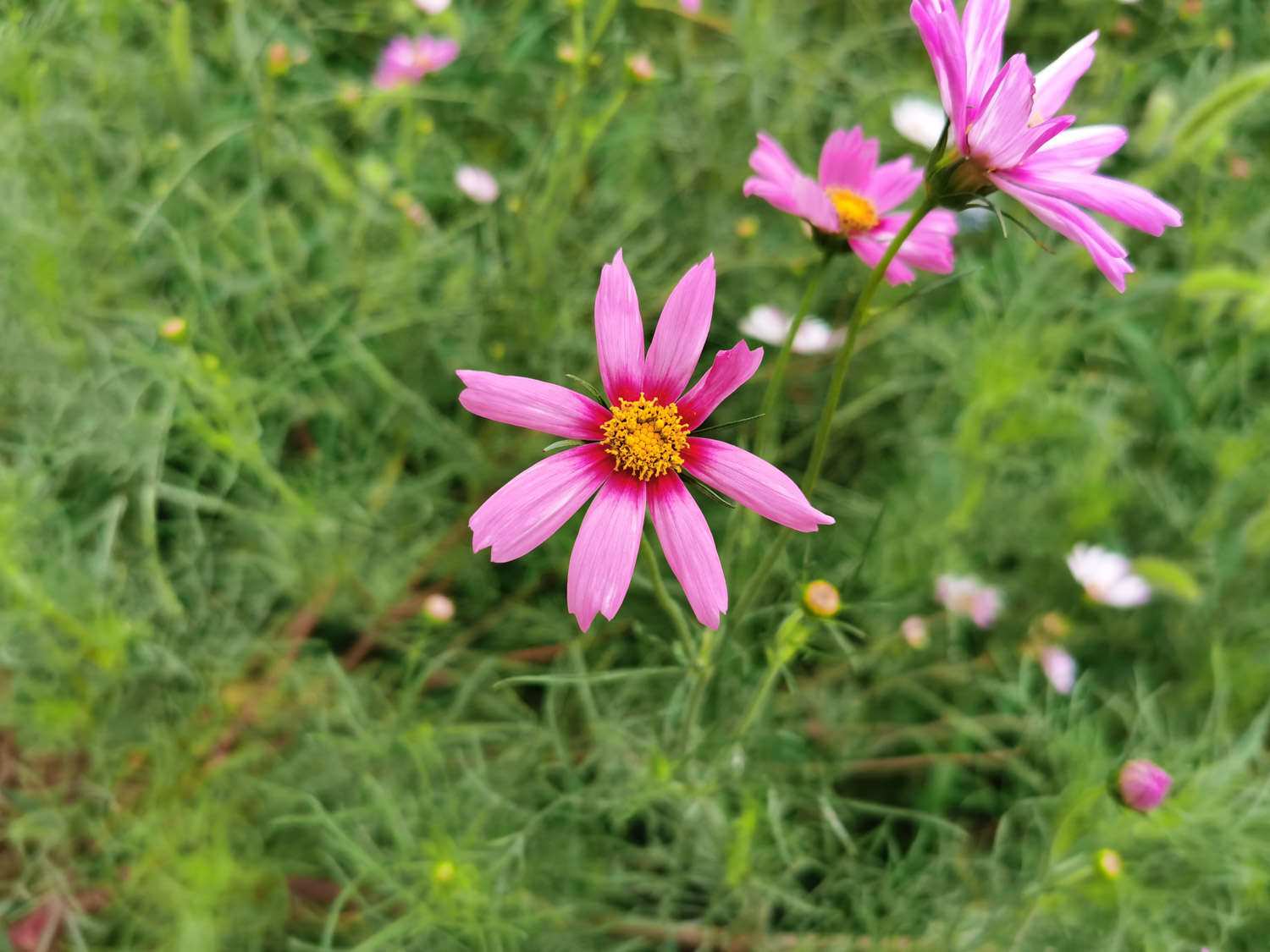 波斯菊常见虫害及防治方法