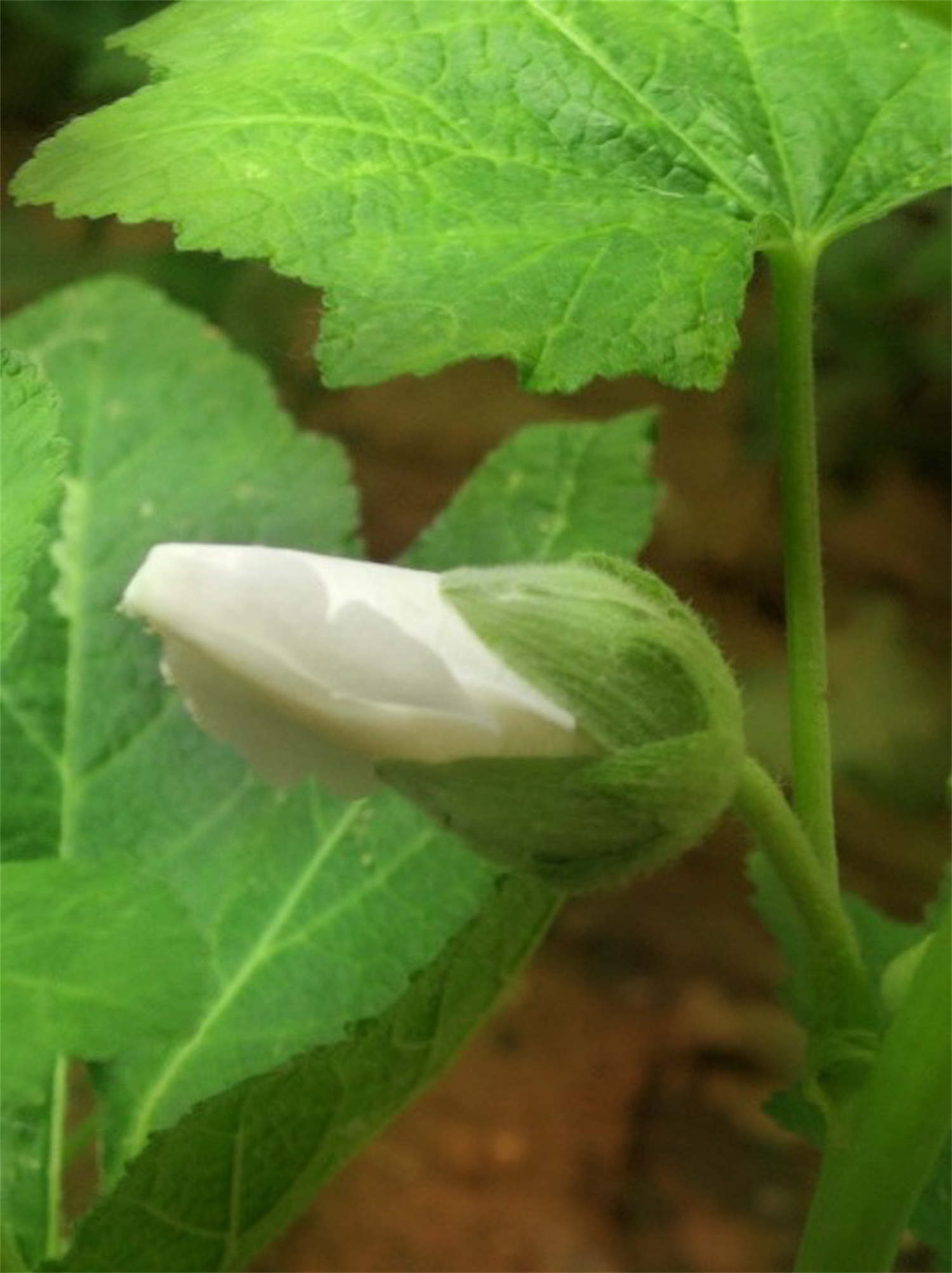 蜀葵的虫害及防治方法