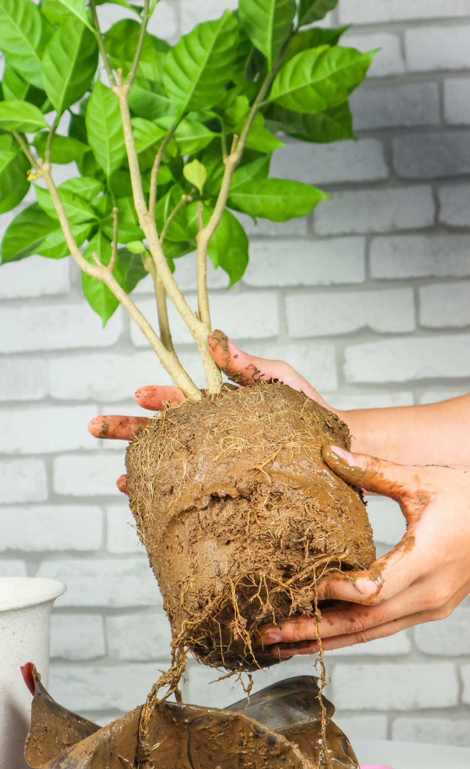 狗牙花的虫害及防治方法