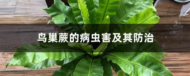 <strong>鸟巢蕨的病虫害及其防治</strong>