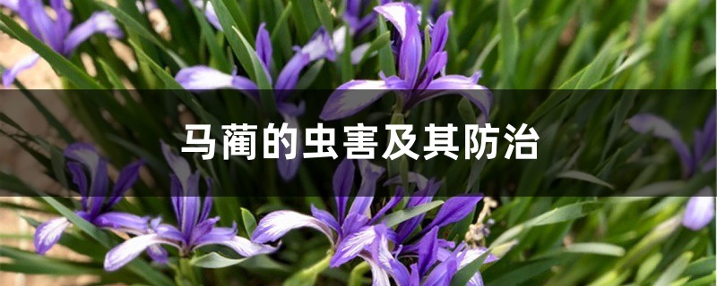 <strong>马蔺的虫害及其防治</strong>