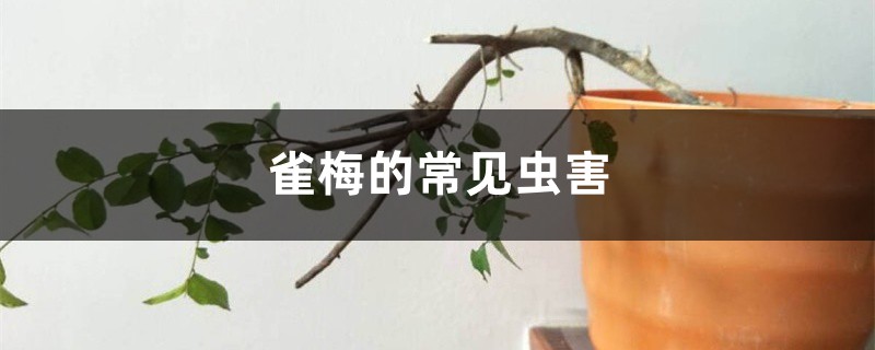 <strong>雀梅的常见虫害</strong>