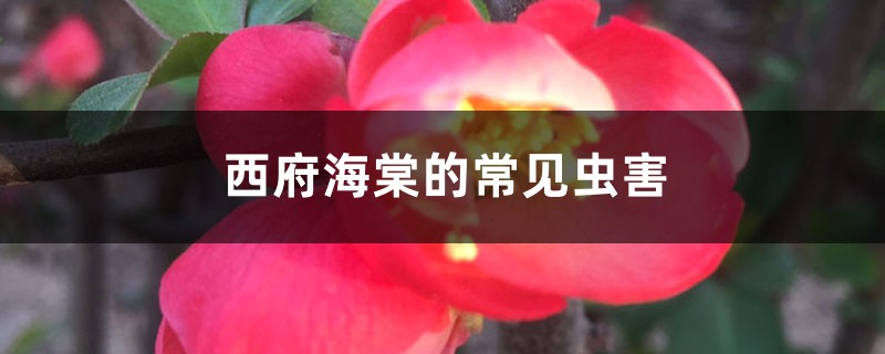 <b>西府海棠的常见虫害</b>