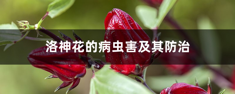 <b>洛神花的病虫害及其防治</b>