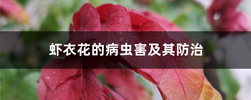 <b>虾衣花的病虫害及其防治</b>