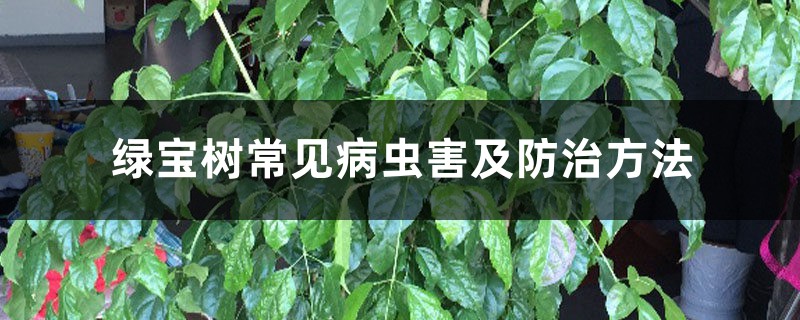 <strong>绿宝树常见病虫害及防治方法</strong>