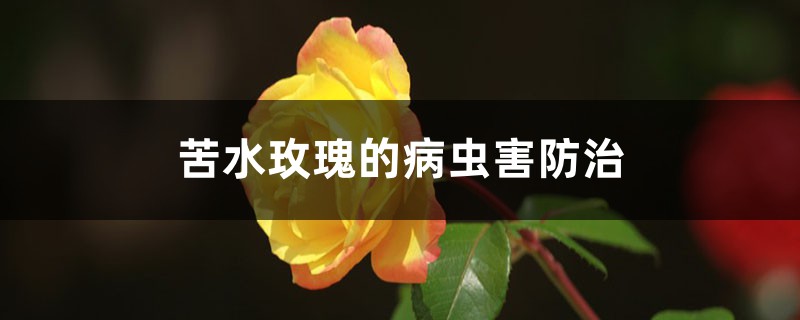 <b>苦水玫瑰的病虫害防治</b>