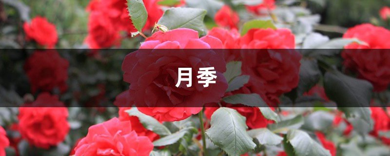 <b>十棵月季九棵死，1秒自制杀虫剂，红蜘蛛蚜虫全扫光！</b>