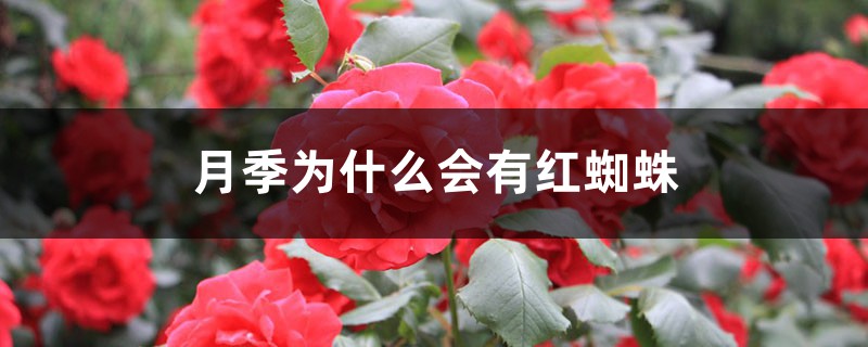 <b>月季为什么会有红蜘蛛</b>