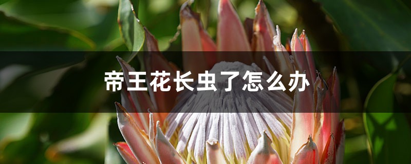 <b>帝王花长虫了怎么解决，怎么处理</b>