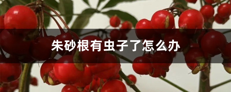 <b>朱砂根有虫子了怎么解决，怎么处理</b>