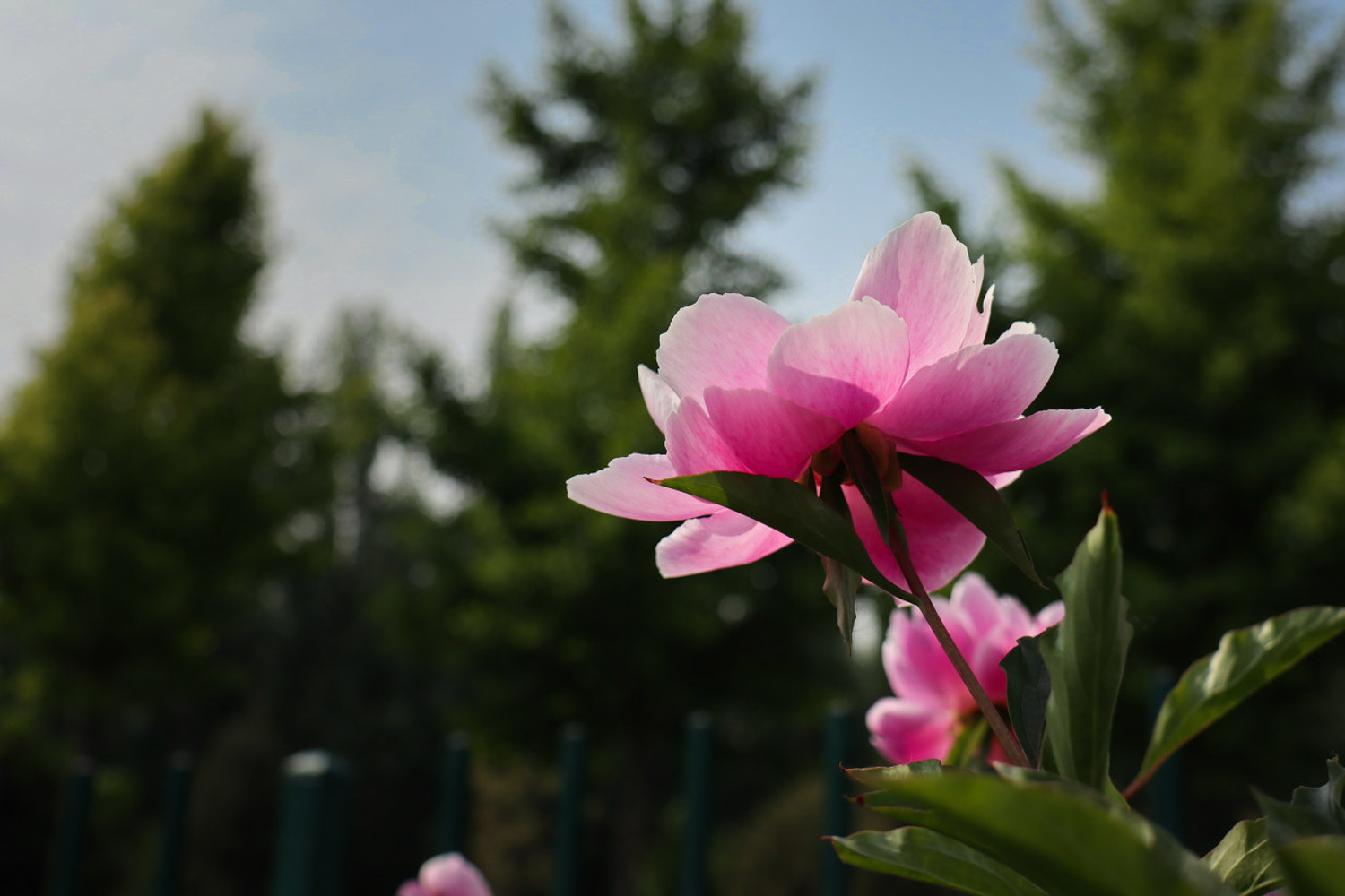 芍药的病害及防治方法