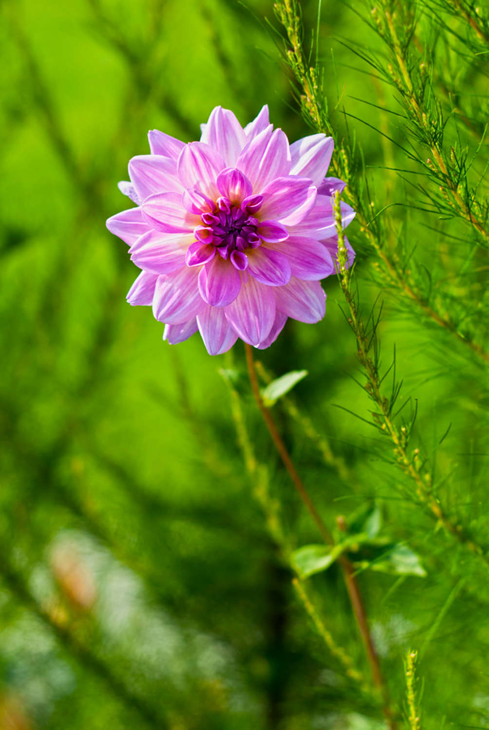 大丽花病害防治方法