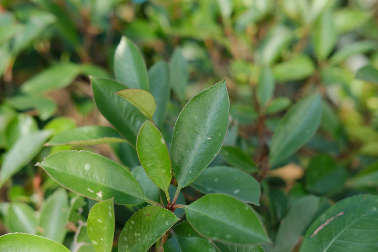 石楠花的病虫害及其防治