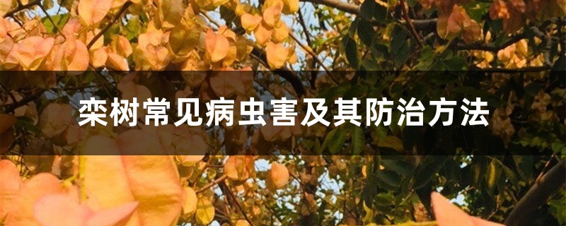 <strong>栾树常见病虫害及其防治方法</strong>