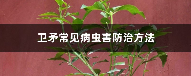 <strong>卫矛常见病虫害防治方法</strong>