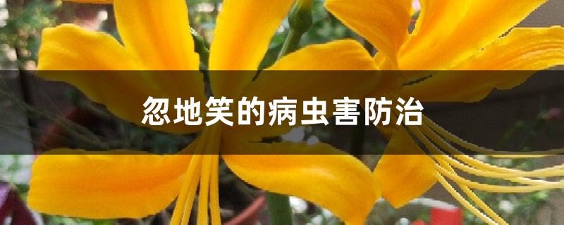 <strong>忽地笑的病虫害防治</strong>