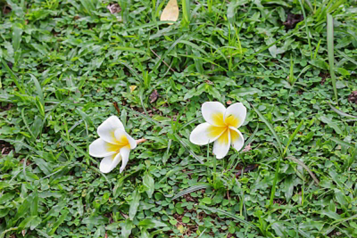 红鸡蛋花的病虫害防治