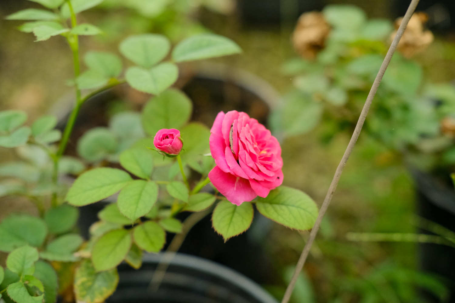 丰花月季的病虫害防治