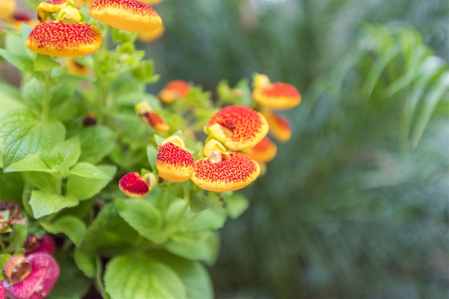 荷包花的病虫害防治