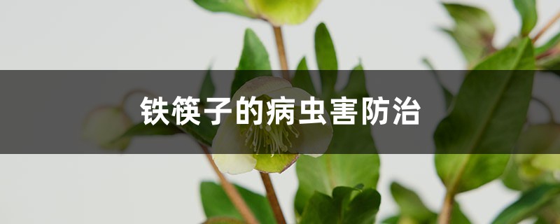 <strong>铁筷子的病虫害防治</strong>