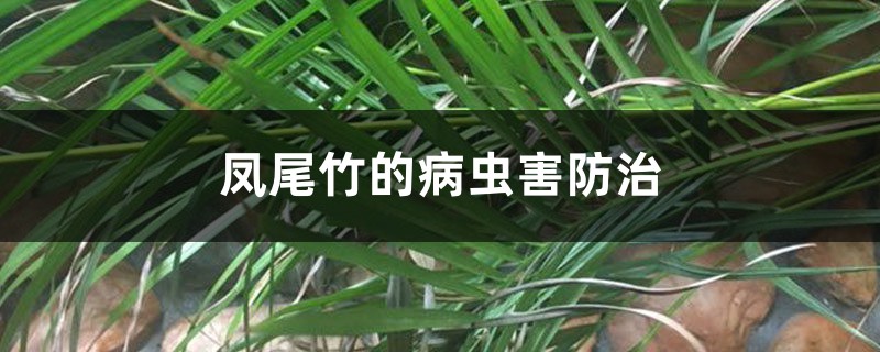 <strong>凤尾竹的病虫害防治</strong>