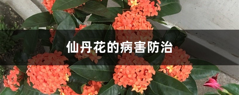 <strong>仙丹花的病害防治</strong>