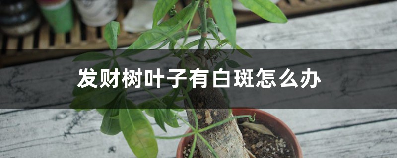 <strong>发财树叶子有白斑怎么解决，怎么处理</strong>