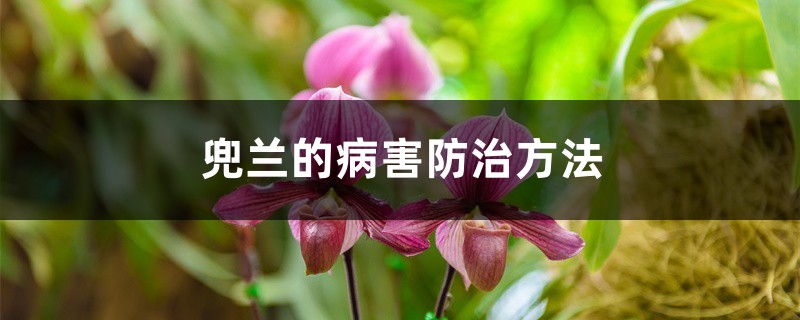 <b>兜兰的病害防治方法</b>