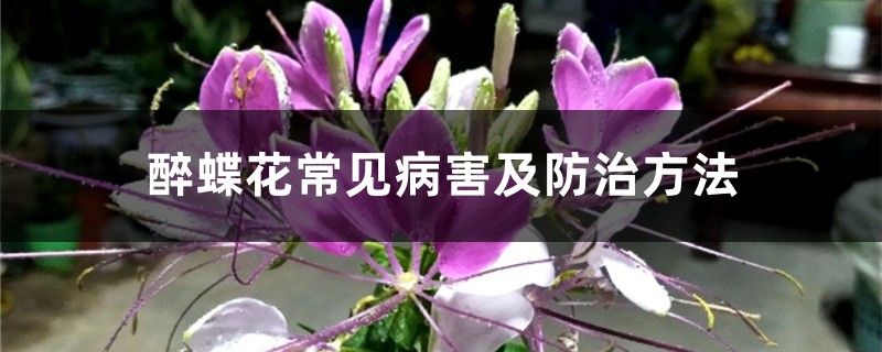 <strong>醉蝶花常见病害及防治方法</strong>