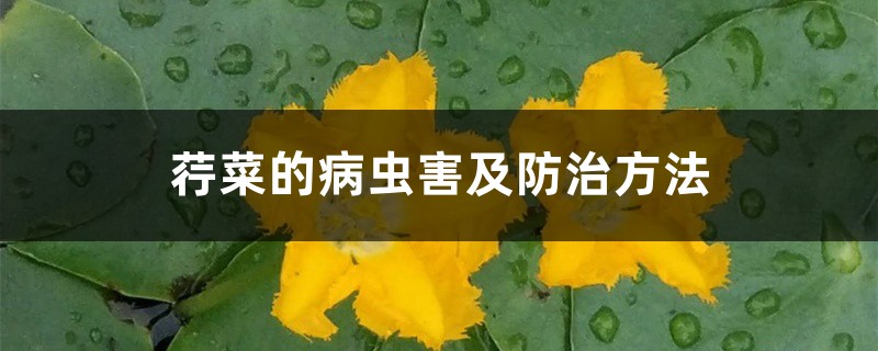 <strong>荇菜的病虫害及防治方法</strong>