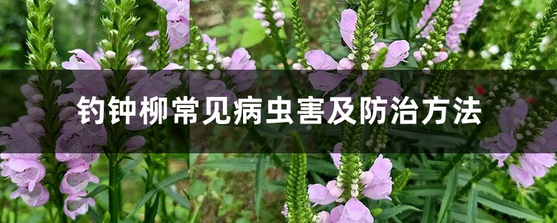 <strong>钓钟柳常见病虫害及防治方法</strong>