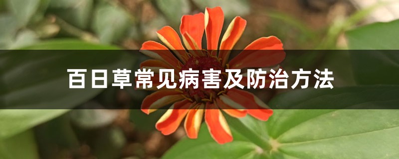 <strong>百日草常见病害及防治方法</strong>