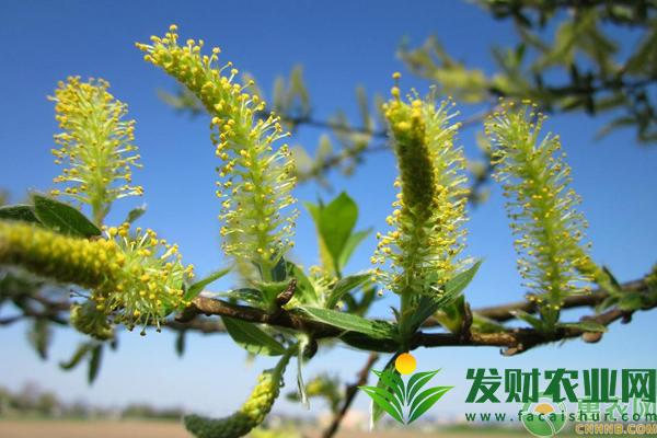 黑龙江柳树什么时候开花？花期维持多久？