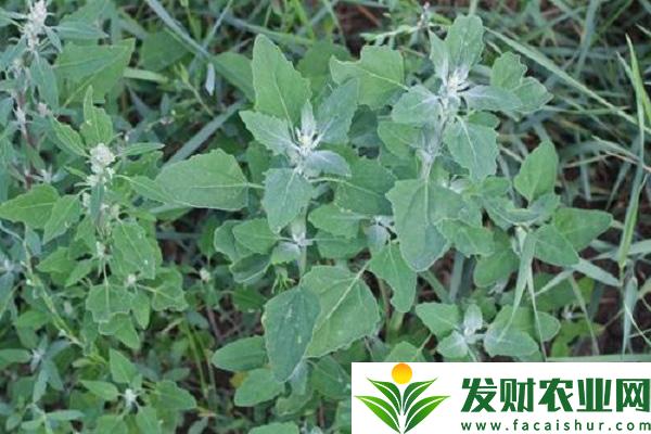 大连常见的野菜有哪些？大连野菜种类介绍