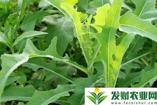 大连常见的野菜有哪些？大连野菜种类介绍