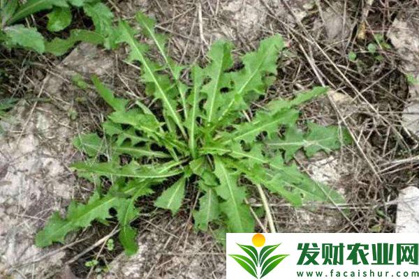 大连常见的野菜有哪些？大连野菜种类介绍