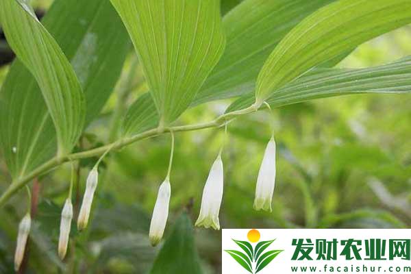 泰山野菜种类有多少？常见野菜分为几大类？