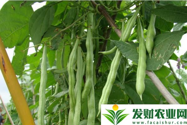 四季豆种植怎么搭架子？搭架时间及优势