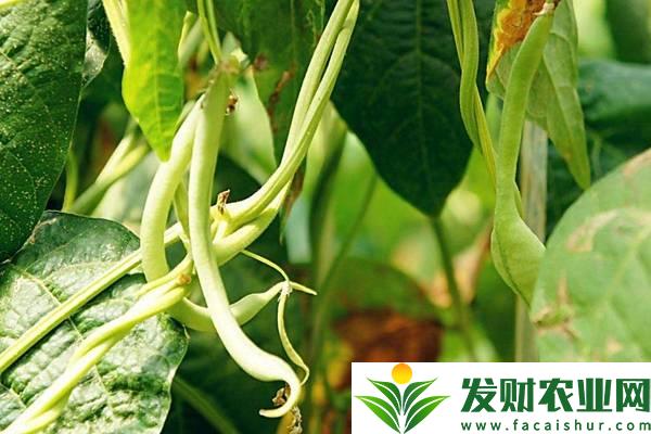 四季豆种植怎么搭架子？搭架时间及优势