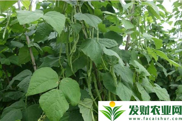 四季豆种植怎么搭架子？搭架时间及优势