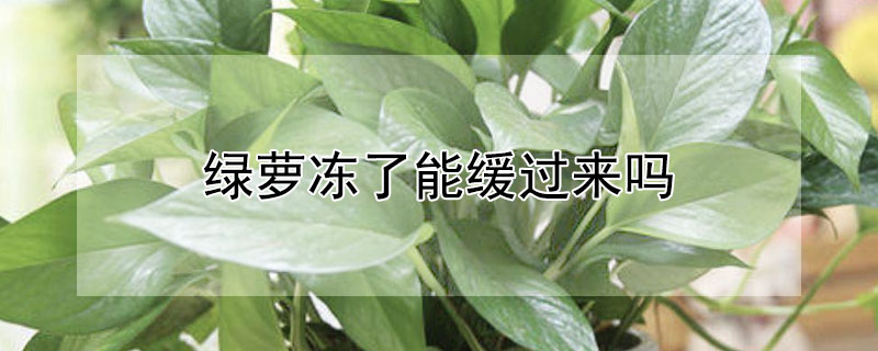 绿萝冻了能缓过来吗