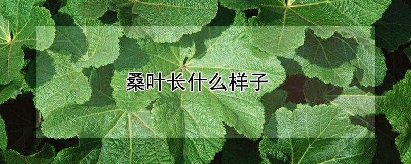 桑叶长什么样子