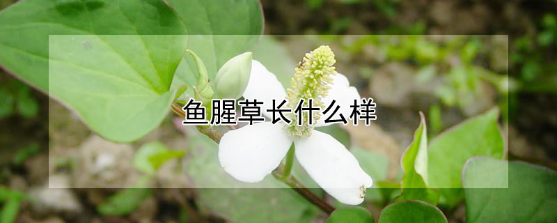 鱼腥草长什么样