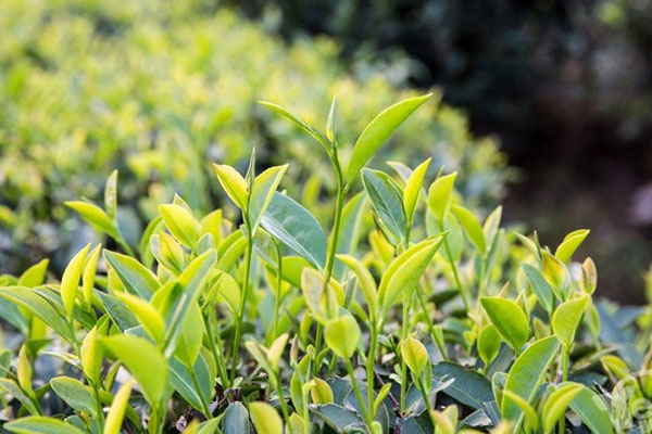 大红袍是红茶还是绿茶