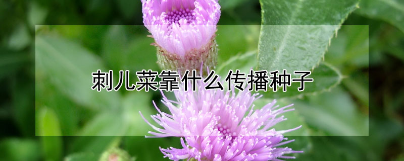 刺儿菜靠什么传播种子