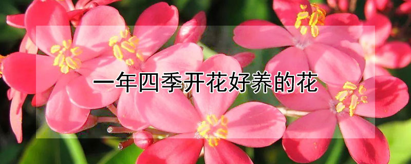 一年四季开花好养的花