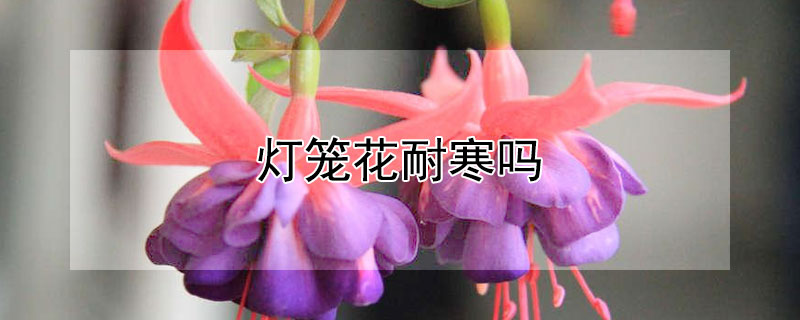 灯笼花耐寒吗