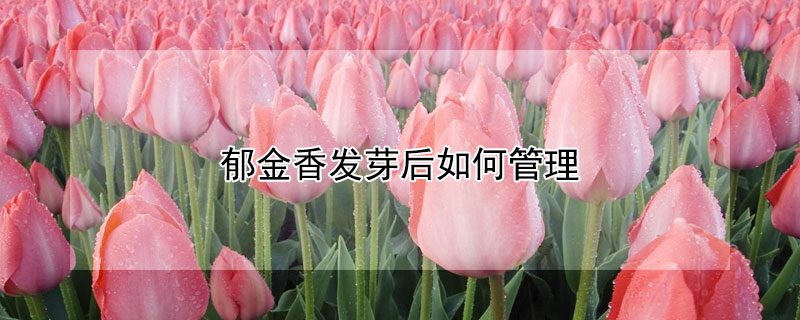 郁金香发芽后如何管理